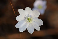 Round-lobed Hepatica (Anemone americana) The first of the spring ephemerals are up this year!<br />
Growing on a moist, wooded trail in Floyd County, Georgia. I forgot to photograph the rounded-lobed leaves (that were buried under pine straw/leaf litter)! Ugh!<br />
https://www.jungledragon.com/image/75139/round-lobed_hepatica_anemone_americana.html Geotagged,Hepatica nobilis,United States,Winter