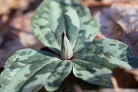 Trailing Wakerobin (Trillium decumbens) Growing in a moist valley in a dense mixed (hickory-oak) forest.<br />
<br />
Trillium decumbens is a sessile trillium that blooms from March through April and can be found in parts of Georgia, Tennessee, and Alabama. This species is classified as Vulnerable (S3) in Georgia.<br />
https://www.jungledragon.com/image/75655/little_sweet_betsy_trillium_cuneatum.html<br />
https://www.jungledragon.com/image/75654/little_sweet_betsy_trillium_cuneatum.html<br />
Geotagged,Trailing Wakerobin,Trailing trillium,Trillium decumbens,United States,Winter