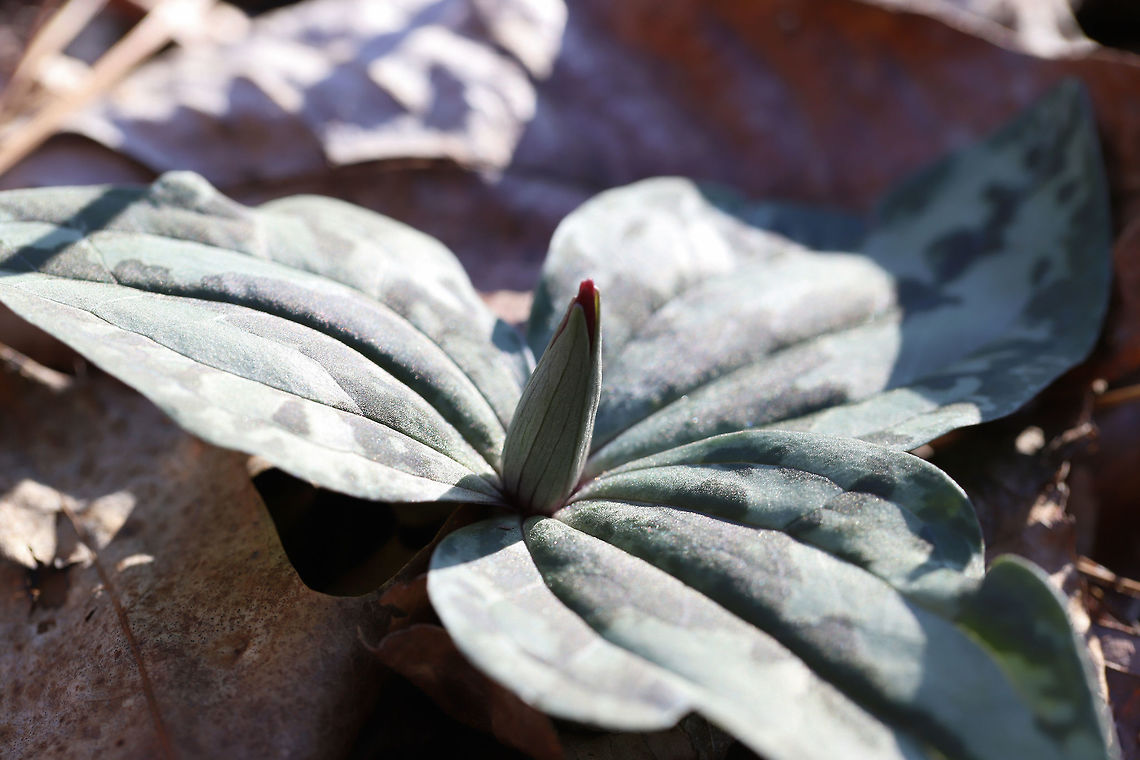 Trailing Wakerobin (Trillium decumbens) Growing in a moist valley in a dense mixed (hickory-oak) forest.<br />
<br />
Trillium decumbens is a sessile trillium that blooms from March through April and can be found in parts of Georgia, Tennessee, and Alabama. This species is classified as Vulnerable (S3) in Georgia.<br />
<figure class="photo"><a href="https://www.jungledragon.com/image/75655/trailing_wakerobin_trillium_decumbens.html" title="Trailing Wakerobin (Trillium decumbens)"><img src="https://s3.amazonaws.com/media.jungledragon.com/images/3231/75655_thumb.jpg?AWSAccessKeyId=05GMT0V3GWVNE7GGM1R2&Expires=1767225610&Signature=jNK7GN%2FnM5GOKi2VaNBBPX5YZ6Q%3D" width="200" height="134" alt="Trailing Wakerobin (Trillium decumbens) Growing in a moist valley in a dense mixed (hickory-oak) forest.<br />
<br />
Trillium decumbens is a sessile trillium that blooms from March through April and can be found in parts of Georgia, Tennessee, and Alabama. This species is classified as Vulnerable (S3) in Georgia.<br />
https://www.jungledragon.com/image/75653/little_sweet_betsy_trillium_cuneatum.html<br />
https://www.jungledragon.com/image/75654/little_sweet_betsy_trillium_cuneatum.html Geotagged,Trailing Wakerobin,Trailing trillium,Trillium decumbens,United States,Winter" /></a></figure><br />
<figure class="photo"><a href="https://www.jungledragon.com/image/75653/trailing_wakerobin_trillium_decumbens.html" title="Trailing Wakerobin (Trillium decumbens)"><img src="https://s3.amazonaws.com/media.jungledragon.com/images/3231/75653_thumb.jpg?AWSAccessKeyId=05GMT0V3GWVNE7GGM1R2&Expires=1767225610&Signature=ecacTDPzBQ30mA5m0VZYNP03nBI%3D" width="200" height="134" alt="Trailing Wakerobin (Trillium decumbens) Growing in a moist valley in a dense mixed (hickory-oak) forest.<br />
<br />
Trillium decumbens is a sessile trillium that blooms from March through April and can be found in parts of Georgia, Tennessee, and Alabama. This species is classified as Vulnerable (S3) in Georgia.<br />
https://www.jungledragon.com/image/75655/little_sweet_betsy_trillium_cuneatum.html<br />
https://www.jungledragon.com/image/75654/little_sweet_betsy_trillium_cuneatum.html<br />
 Geotagged,Trailing Wakerobin,Trailing trillium,Trillium decumbens,United States,Winter" /></a></figure> Geotagged,Trailing Wakerobin,Trailing trillium,Trillium decumbens,United States,Winter