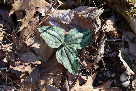 Trailing Wakerobin (Trillium decumbens) Growing in a moist valley in a dense mixed (hickory-oak) forest.

Trillium decumbens is a sessile trillium that blooms from March through April and can be found in parts of Georgia, Tennessee, and Alabama. This species is classified as Vulnerable (S3) in Georgia.
https://www.jungledragon.com/image/75653/little_sweet_betsy_trillium_cuneatum.html
https://www.jungledragon.com/image/75654/little_sweet_betsy_trillium_cuneatum.html Geotagged,Trailing Wakerobin,Trailing trillium,Trillium decumbens,United States,Winter