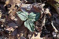 Trailing Wakerobin (Trillium decumbens) Growing in a moist valley in a dense mixed (hickory-oak) forest.<br />
<br />
Trillium decumbens is a sessile trillium that blooms from March through April and can be found in parts of Georgia, Tennessee, and Alabama. This species is classified as Vulnerable (S3) in Georgia.<br />
https://www.jungledragon.com/image/75653/little_sweet_betsy_trillium_cuneatum.html<br />
https://www.jungledragon.com/image/75654/little_sweet_betsy_trillium_cuneatum.html Geotagged,Trailing Wakerobin,Trailing trillium,Trillium decumbens,United States,Winter