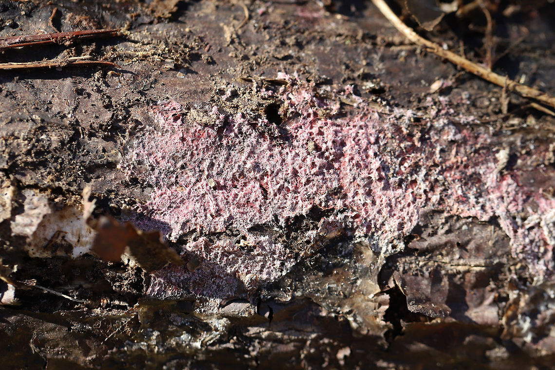 Tulasnella violea Any ID help is much appreciated! Just a best guess here!<br />
Found growing on rotting conifer in a moist valley in a dense mixed (oak-hickory) forest.<br />
<figure class="photo"><a href="https://www.jungledragon.com/image/75657/tulasnella_violea.html" title="Tulasnella violea"><img src="https://s3.amazonaws.com/media.jungledragon.com/images/3231/75657_thumb.jpg?AWSAccessKeyId=05GMT0V3GWVNE7GGM1R2&Expires=1769040010&Signature=ejlyrzMqLqH07GqVGgLU8koApgQ%3D" width="200" height="134" alt="Tulasnella violea Any ID help is much appreciated! Just a best guess here!<br />
Found growing on rotting conifer in a moist valley in a dense mixed (oak-hickory) forest.<br />
https://www.jungledragon.com/image/75656/tulasnella_violea.html Geotagged,Tulasnella violea,United States,Winter" /></a></figure> Geotagged,Tulasnella violea,United States,Winter