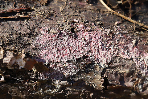 Tulasnella violea Any ID help is much appreciated! Just a best guess here!
Found growing on rotting conifer in a moist valley in a dense mixed (oak-hickory) forest.
https://www.jungledragon.com/image/75657/tulasnella_violea.html Geotagged,Tulasnella violea,United States,Winter