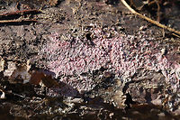 Tulasnella violea Any ID help is much appreciated! Just a best guess here!<br />
Found growing on rotting conifer in a moist valley in a dense mixed (oak-hickory) forest.<br />
https://www.jungledragon.com/image/75657/tulasnella_violea.html Geotagged,Tulasnella violea,United States,Winter