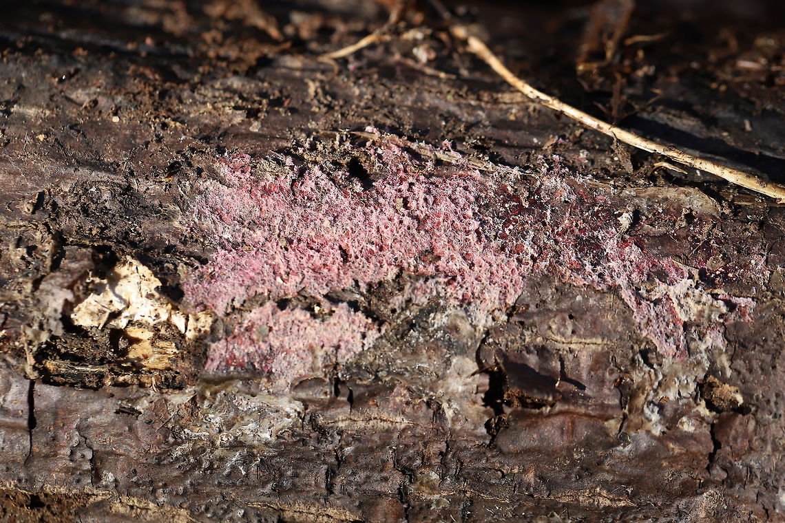 Tulasnella violea Any ID help is much appreciated! Just a best guess here!<br />
Found growing on rotting conifer in a moist valley in a dense mixed (oak-hickory) forest.<br />
<figure class="photo"><a href="https://www.jungledragon.com/image/75656/tulasnella_violea.html" title="Tulasnella violea"><img src="https://s3.amazonaws.com/media.jungledragon.com/images/3231/75656_thumb.jpg?AWSAccessKeyId=05GMT0V3GWVNE7GGM1R2&Expires=1769040010&Signature=rGp7YU77LDX%2Bpu392IgIziQbvDA%3D" width="200" height="134" alt="Tulasnella violea Any ID help is much appreciated! Just a best guess here!<br />
Found growing on rotting conifer in a moist valley in a dense mixed (oak-hickory) forest.<br />
https://www.jungledragon.com/image/75657/tulasnella_violea.html Geotagged,Tulasnella violea,United States,Winter" /></a></figure> Geotagged,Tulasnella violea,United States,Winter