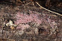 Tulasnella violea Any ID help is much appreciated! Just a best guess here!<br />
Found growing on rotting conifer in a moist valley in a dense mixed (oak-hickory) forest.<br />
https://www.jungledragon.com/image/75656/tulasnella_violea.html Geotagged,Tulasnella violea,United States,Winter