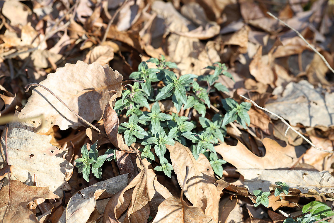 Mountain Mint (Pycnanthemum sp.) Not the clearest shot, I know! I fiddled with my new camera settings and forgot to switch them back (meaning a lot of my photos yesterday were sub-par)!<br />
<br />
I am so proud that these mountain mint plants are pushing through the leaf litter already.  I harvested many seed heads (2 autumns ago?) and dispersed/planted them along all of the areas we disturbed during road construction. We are experiencing some erosion due to the heavy rains this winter, so I am so relieved to see that my sowing was successful. <br />
<br />
I will be keeping an eye on these to make sure I get a proper species-level ID. I&#039;m thinking that they may be Pycnanthemum incanum, but I&#039;m not 100 percent sure. <br />
<br />
Note: the fragrance from these is DIVINE! Geotagged,Pycnanthemum,United States,Winter,mountain mint