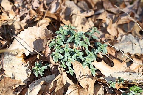 Mountain Mint (Pycnanthemum sp.) Not the clearest shot, I know! I fiddled with my new camera settings and forgot to switch them back (meaning a lot of my photos yesterday were sub-par)!

I am so proud that these mountain mint plants are pushing through the leaf litter already.  I harvested many seed heads (2 autumns ago?) and dispersed/planted them along all of the areas we disturbed during road construction. We are experiencing some erosion due to the heavy rains this winter, so I am so relieved to see that my sowing was successful. 

I will be keeping an eye on these to make sure I get a proper species-level ID. I'm thinking that they may be Pycnanthemum incanum, but I'm not 100 percent sure. 

Note: the fragrance from these is DIVINE! Geotagged,Pycnanthemum,United States,Winter,mountain mint