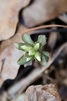 Pennywort (Obolaria virginica) Growing in leaf litter in a moist valley of a dense mixed (oak-hickory) forest. Almost ready to bloom! Geotagged,Obolaria virginica,United States,Virginia Pennywort,Winter