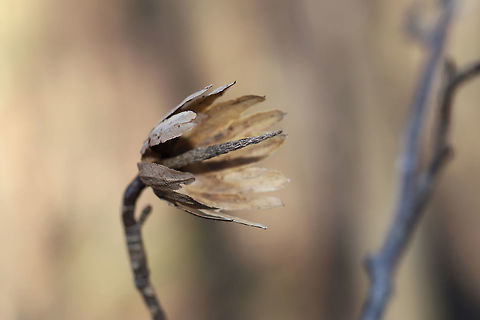 Tulip Tree (Liriodendron tulipifera) Seed Pod On a dense mixed (oak-hickory) forest floor.
https://www.jungledragon.com/image/75661/tulip_tree_liriodendron_tulipifera_seed_pod.html American tulip tree,Geotagged,Liriodendron tulipifera,United States,Winter