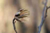 Tulip Tree (Liriodendron tulipifera) Seed Pod On a dense mixed (oak-hickory) forest floor.<br />
https://www.jungledragon.com/image/75661/tulip_tree_liriodendron_tulipifera_seed_pod.html American tulip tree,Geotagged,Liriodendron tulipifera,United States,Winter