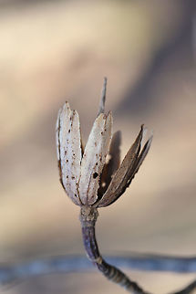 Tulip Tree (Liriodendron tulipifera) Seed Pod On a dense mixed (oak-hickory) forest floor.
https://www.jungledragon.com/image/75660/tulip_tree_liriodendron_tulipifera_seed_pod.html American tulip tree,Geotagged,Liriodendron tulipifera,United States,Winter