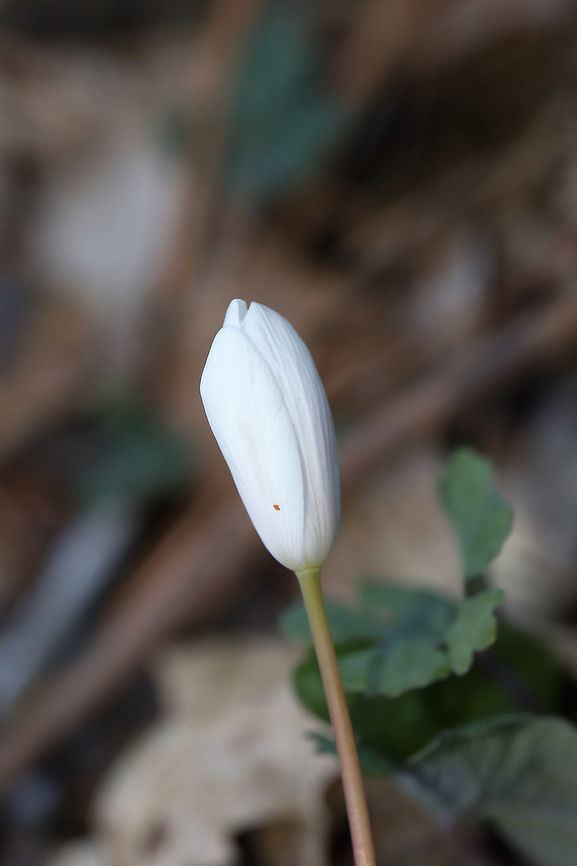 Bloodroot (Sanguinaria canadensis) Growing along a seasonal stream in a dense mixed (oak-hickory) forest.<br />
<figure class="photo"><a href="https://www.jungledragon.com/image/75664/bloodroot_sanguinaria_canadensis.html" title="Bloodroot (Sanguinaria canadensis)"><img src="https://s3.amazonaws.com/media.jungledragon.com/images/3231/75664_thumb.jpg?AWSAccessKeyId=05GMT0V3GWVNE7GGM1R2&Expires=1769040010&Signature=iOQRiV1xYvvIwazQDVY38PTYPMo%3D" width="102" height="152" alt="Bloodroot (Sanguinaria canadensis) Growing along a seasonal stream in a dense mixed (oak-hickory) forest.<br />
https://www.jungledragon.com/image/75662/bloodroot_sanguinaria_canadensis.html<br />
https://www.jungledragon.com/image/75663/bloodroot_sanguinaria_canadensis.html Bloodroot,Geotagged,Sanguinaria canadensis,United States,Winter" /></a></figure><br />
<figure class="photo"><a href="https://www.jungledragon.com/image/75663/bloodroot_sanguinaria_canadensis.html" title="Bloodroot (Sanguinaria canadensis)"><img src="https://s3.amazonaws.com/media.jungledragon.com/images/3231/75663_thumb.jpg?AWSAccessKeyId=05GMT0V3GWVNE7GGM1R2&Expires=1769040010&Signature=xinH2xCtvlgQHn8VYnkaBmLLJQ8%3D" width="102" height="152" alt="Bloodroot (Sanguinaria canadensis) Growing along a seasonal stream in a dense mixed (oak-hickory) forest.<br />
https://www.jungledragon.com/image/75664/bloodroot_sanguinaria_canadensis.html<br />
https://www.jungledragon.com/image/75662/bloodroot_sanguinaria_canadensis.html Bloodroot,Geotagged,Sanguinaria canadensis,United States,Winter" /></a></figure> Bloodroot,Geotagged,Sanguinaria canadensis,United States,Winter