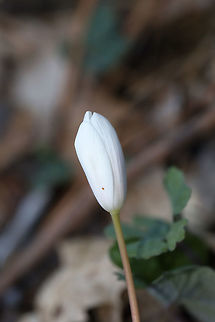 Bloodroot (Sanguinaria canadensis) Growing along a seasonal stream in a dense mixed (oak-hickory) forest.
https://www.jungledragon.com/image/75664/bloodroot_sanguinaria_canadensis.html
https://www.jungledragon.com/image/75663/bloodroot_sanguinaria_canadensis.html Bloodroot,Geotagged,Sanguinaria canadensis,United States,Winter
