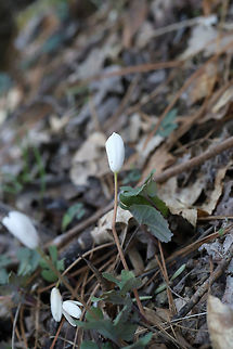Bloodroot (Sanguinaria canadensis) Growing along a seasonal stream in a dense mixed (oak-hickory) forest.
https://www.jungledragon.com/image/75664/bloodroot_sanguinaria_canadensis.html
https://www.jungledragon.com/image/75662/bloodroot_sanguinaria_canadensis.html Bloodroot,Geotagged,Sanguinaria canadensis,United States,Winter