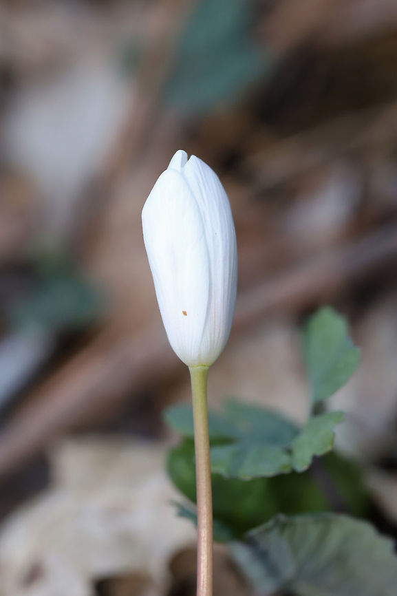 Bloodroot (Sanguinaria canadensis) Growing along a seasonal stream in a dense mixed (oak-hickory) forest.<br />
<figure class="photo"><a href="https://www.jungledragon.com/image/75662/bloodroot_sanguinaria_canadensis.html" title="Bloodroot (Sanguinaria canadensis)"><img src="https://s3.amazonaws.com/media.jungledragon.com/images/3231/75662_thumb.jpg?AWSAccessKeyId=05GMT0V3GWVNE7GGM1R2&Expires=1759968010&Signature=0ldRKa%2F8%2FCHm1CxlBuFhoVUuRuA%3D" width="102" height="152" alt="Bloodroot (Sanguinaria canadensis) Growing along a seasonal stream in a dense mixed (oak-hickory) forest.<br />
https://www.jungledragon.com/image/75664/bloodroot_sanguinaria_canadensis.html<br />
https://www.jungledragon.com/image/75663/bloodroot_sanguinaria_canadensis.html Bloodroot,Geotagged,Sanguinaria canadensis,United States,Winter" /></a></figure><br />
<figure class="photo"><a href="https://www.jungledragon.com/image/75663/bloodroot_sanguinaria_canadensis.html" title="Bloodroot (Sanguinaria canadensis)"><img src="https://s3.amazonaws.com/media.jungledragon.com/images/3231/75663_thumb.jpg?AWSAccessKeyId=05GMT0V3GWVNE7GGM1R2&Expires=1759968010&Signature=1GjyiyRFIKNQwejPKrPOFdKyt64%3D" width="102" height="152" alt="Bloodroot (Sanguinaria canadensis) Growing along a seasonal stream in a dense mixed (oak-hickory) forest.<br />
https://www.jungledragon.com/image/75664/bloodroot_sanguinaria_canadensis.html<br />
https://www.jungledragon.com/image/75662/bloodroot_sanguinaria_canadensis.html Bloodroot,Geotagged,Sanguinaria canadensis,United States,Winter" /></a></figure> Bloodroot,Geotagged,Sanguinaria canadensis,United States,Winter