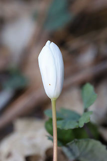Bloodroot (Sanguinaria canadensis) Growing along a seasonal stream in a dense mixed (oak-hickory) forest.
https://www.jungledragon.com/image/75662/bloodroot_sanguinaria_canadensis.html
https://www.jungledragon.com/image/75663/bloodroot_sanguinaria_canadensis.html Bloodroot,Geotagged,Sanguinaria canadensis,United States,Winter