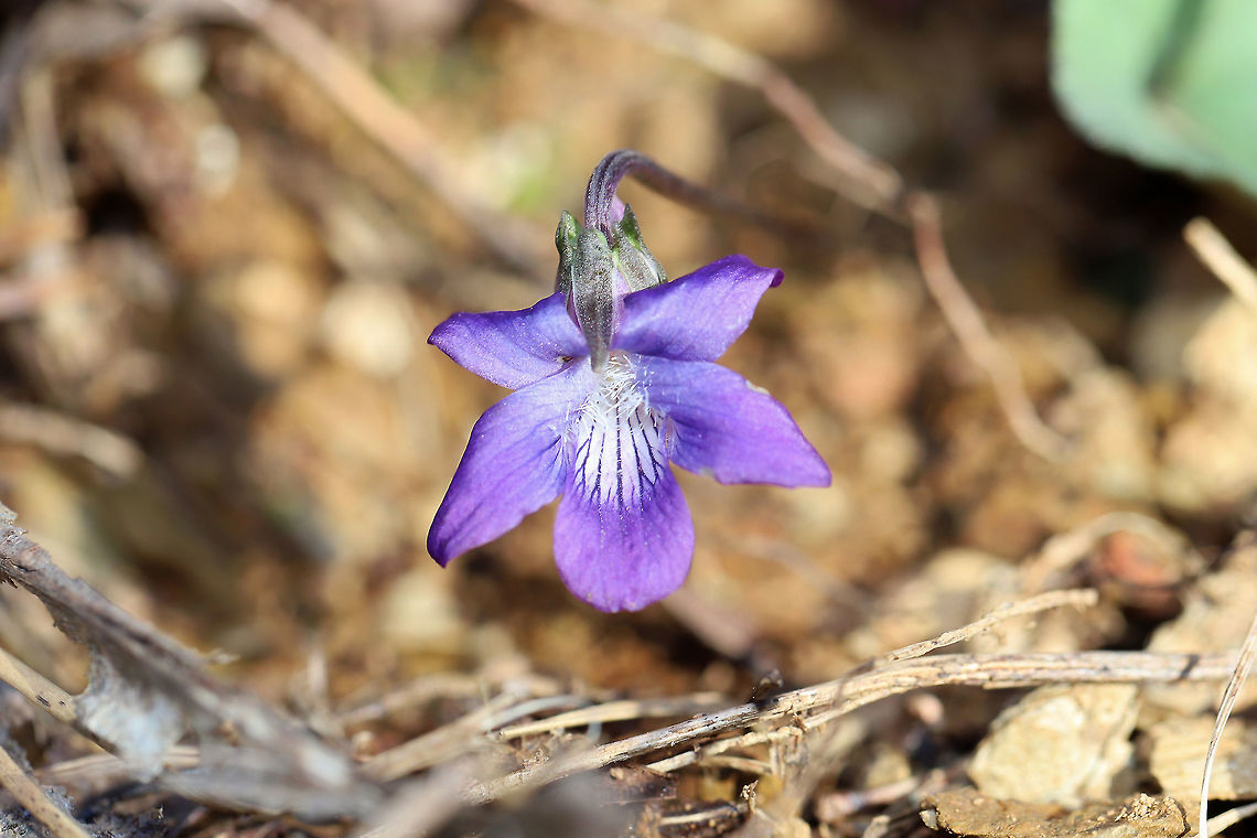 Common Blue Violet (Viola sororia) Growing up through leaf litter at the edge of a dense mixed (oak-hickory) forest.<br />
<figure class="photo"><a href="https://www.jungledragon.com/image/75666/common_blue_violet_viola_sororia.html" title="Common Blue Violet (Viola sororia)"><img src="https://s3.amazonaws.com/media.jungledragon.com/images/3231/75666_thumb.jpg?AWSAccessKeyId=05GMT0V3GWVNE7GGM1R2&Expires=1769040010&Signature=C0AZvp8NgGE9bcTgQxuKRXe306I%3D" width="200" height="134" alt="Common Blue Violet (Viola sororia) Growing up through leaf litter at the edge of a dense mixed (oak-hickory) forest.<br />
https://www.jungledragon.com/image/75665/common_blue_violet_viola_sororia.html<br />
https://www.jungledragon.com/image/75667/common_blue_violet_viola_sororia.html Common Blue Violet,Geotagged,United States,Viola sororia,Winter" /></a></figure><br />
<figure class="photo"><a href="https://www.jungledragon.com/image/75667/common_blue_violet_viola_sororia.html" title="Common Blue Violet (Viola sororia)"><img src="https://s3.amazonaws.com/media.jungledragon.com/images/3231/75667_thumb.jpg?AWSAccessKeyId=05GMT0V3GWVNE7GGM1R2&Expires=1769040010&Signature=igD35l0yTI2yj76pnsQx5Z%2FhvFc%3D" width="200" height="134" alt="Common Blue Violet (Viola sororia) Growing up through leaf litter at the edge of a dense mixed (oak-hickory) forest.<br />
https://www.jungledragon.com/image/75665/common_blue_violet_viola_sororia.html<br />
https://www.jungledragon.com/image/75666/common_blue_violet_viola_sororia.html Common Blue Violet,Geotagged,United States,Viola sororia,Winter" /></a></figure> Common Blue Violet,Geotagged,United States,Viola sororia,Winter