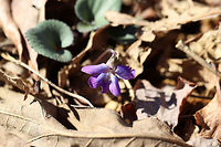 Common Blue Violet (Viola sororia) Growing up through leaf litter at the edge of a dense mixed (oak-hickory) forest.<br />
https://www.jungledragon.com/image/75665/common_blue_violet_viola_sororia.html<br />
https://www.jungledragon.com/image/75667/common_blue_violet_viola_sororia.html Common Blue Violet,Geotagged,United States,Viola sororia,Winter