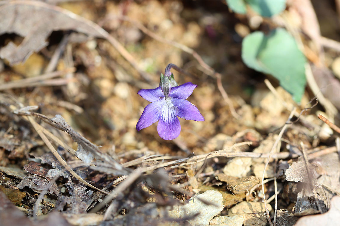 Common Blue Violet (Viola sororia) Growing up through leaf litter at the edge of a dense mixed (oak-hickory) forest.<br />
<figure class="photo"><a href="https://www.jungledragon.com/image/75665/common_blue_violet_viola_sororia.html" title="Common Blue Violet (Viola sororia)"><img src="https://s3.amazonaws.com/media.jungledragon.com/images/3231/75665_thumb.jpg?AWSAccessKeyId=05GMT0V3GWVNE7GGM1R2&Expires=1769040010&Signature=h7%2BD7aonUVYWl5nZPfH%2BgrIYm4E%3D" width="200" height="134" alt="Common Blue Violet (Viola sororia) Growing up through leaf litter at the edge of a dense mixed (oak-hickory) forest.<br />
https://www.jungledragon.com/image/75666/common_blue_violet_viola_sororia.html<br />
https://www.jungledragon.com/image/75667/common_blue_violet_viola_sororia.html Common Blue Violet,Geotagged,United States,Viola sororia,Winter" /></a></figure><br />
<figure class="photo"><a href="https://www.jungledragon.com/image/75666/common_blue_violet_viola_sororia.html" title="Common Blue Violet (Viola sororia)"><img src="https://s3.amazonaws.com/media.jungledragon.com/images/3231/75666_thumb.jpg?AWSAccessKeyId=05GMT0V3GWVNE7GGM1R2&Expires=1769040010&Signature=C0AZvp8NgGE9bcTgQxuKRXe306I%3D" width="200" height="134" alt="Common Blue Violet (Viola sororia) Growing up through leaf litter at the edge of a dense mixed (oak-hickory) forest.<br />
https://www.jungledragon.com/image/75665/common_blue_violet_viola_sororia.html<br />
https://www.jungledragon.com/image/75667/common_blue_violet_viola_sororia.html Common Blue Violet,Geotagged,United States,Viola sororia,Winter" /></a></figure> Common Blue Violet,Geotagged,United States,Viola sororia,Winter