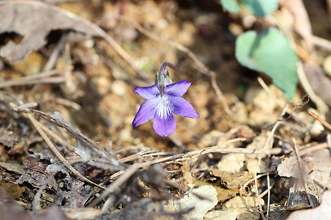 Common Blue Violet (Viola sororia) Growing up through leaf litter at the edge of a dense mixed (oak-hickory) forest.
https://www.jungledragon.com/image/75665/common_blue_violet_viola_sororia.html
https://www.jungledragon.com/image/75666/common_blue_violet_viola_sororia.html Common Blue Violet,Geotagged,United States,Viola sororia,Winter