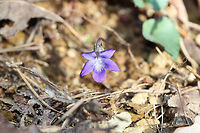 Common Blue Violet (Viola sororia) Growing up through leaf litter at the edge of a dense mixed (oak-hickory) forest.<br />
https://www.jungledragon.com/image/75665/common_blue_violet_viola_sororia.html<br />
https://www.jungledragon.com/image/75666/common_blue_violet_viola_sororia.html Common Blue Violet,Geotagged,United States,Viola sororia,Winter