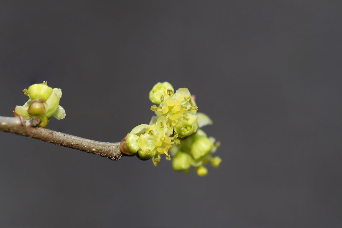 Spicebush (Lindera benzoin) Growing at the edge of a seasonal stream in a dense mixed (hickory-oak) forest.<br />
<br />
Lindera benzoin is the host plant for several Lepidoptera: The Spice Bush Swallowtail (Papilio troilus), the Promethea Moth (Callosamia promethea), and the Tulip Tree Beauty (Epimecis hortaria).<br />
<br />
It is easily recognizable by its red fruits in late summer/fall. It can easily be identified (in any season), by the lemony, camphorous odor its leaves and young branches exude. All parts are forageable. Leaves and twigs can be made into teas whilst the fruit can be dried and ground into a spice (thus the common name). Common spicebush,Geotagged,Lindera benzoin,United States,Winter