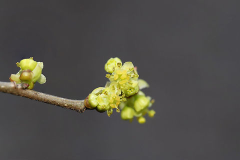 Spicebush (Lindera benzoin) Growing at the edge of a seasonal stream in a dense mixed (hickory-oak) forest.

Lindera benzoin is the host plant for several Lepidoptera: The Spice Bush Swallowtail (Papilio troilus), the Promethea Moth (Callosamia promethea), and the Tulip Tree Beauty (Epimecis hortaria).

It is easily recognizable by its red fruits in late summer/fall. It can easily be identified (in any season), by the lemony, camphorous odor its leaves and young branches exude. All parts are forageable. Leaves and twigs can be made into teas whilst the fruit can be dried and ground into a spice (thus the common name). Common spicebush,Geotagged,Lindera benzoin,United States,Winter