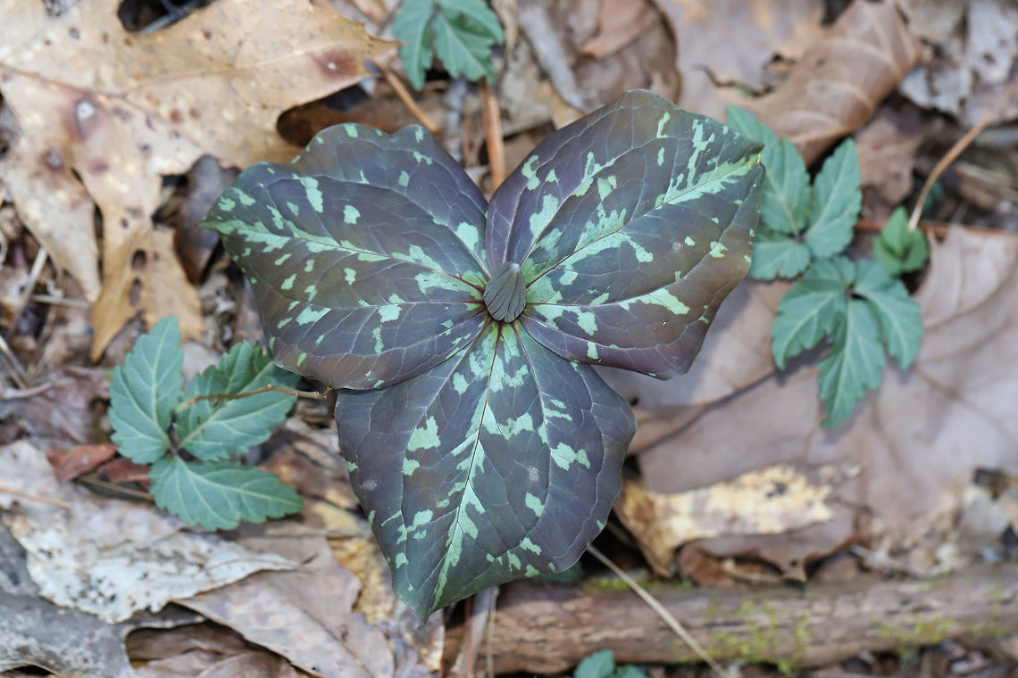 Trailing Wakerobin - (Trillium decumbens)- Dark Variant Growing along a seasonal stream/floodplain (alongside Cardamine sp., and Bloodroot) in a dense mixed (oak-hickory) forest. I've seen a select few of these dark-colored individuals. They are gorgeous!<br />
<br />
Trillium decumbens is a sessile trillium that blooms from March through April and can be found in parts of Georgia, Tennessee, and Alabama. This species is classified as Vulnerable (S3) in Georgia.<br />
<br />
Note the Cardamine angustata growing nearby! It hasn't flowered yet! Dark Variant,Geotagged,Trailing Wakerobin,Trailing trillium,Trillium decumbens,United States,Winter