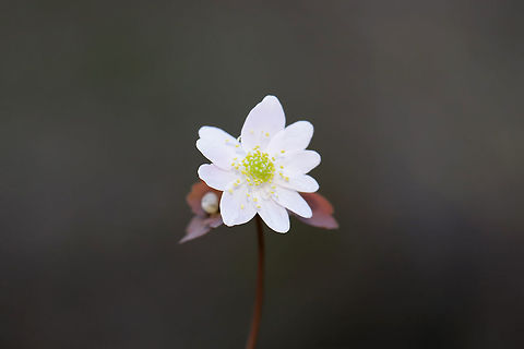 Rue Anemone (Thalictrum thalictroides) Growing at the edge of a seasonal stream/flood plain in a dense mixed (oak-hickory) forest. Geotagged,Rue Anemone,Thalictrum thalictroides,United States,Winter