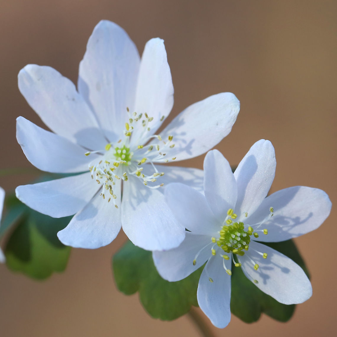 Rue Anemone (Thalictrum thalictroides) Growing at the edge of a seasonal stream/flood plain in a dense mixed (oak-hickory) forest.<br />
 Geotagged,Rue Anemone,Thalictrum thalictroides,United States,Winter
