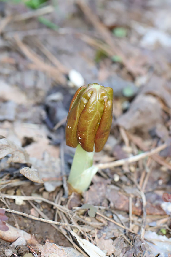Mayapple Sprout (Podophyllum peltatum) Growing near a seasonal stream/flood plain in a dense mixed (oak-hickory) forest.<br />
 Geotagged,Mayapple,Podophyllum peltatum,United States,Winter