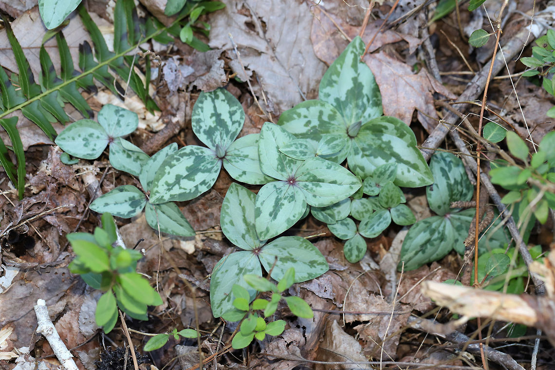 Trailing Wakerobin (Trillium decumbens) Just one of many groups growing near a seasonal stream/flood plain in a dense mixed (oak-hickory) forest. <br />
<br />
Trillium decumbens is a sessile trillium that blooms from March through April and can be found in parts of Georgia, Tennessee, and Alabama. This species is classified as Vulnerable (S3) in Georgia.<br />
<figure class="photo"><a href="https://www.jungledragon.com/image/75679/trailing_wakerobin_trillium_decumbens.html" title="Trailing Wakerobin (Trillium decumbens)"><img src="https://s3.amazonaws.com/media.jungledragon.com/images/3231/75679_thumb.jpg?AWSAccessKeyId=05GMT0V3GWVNE7GGM1R2&Expires=1767225610&Signature=dnZm%2FPYQm%2BH25EIiqoxZR6zI0ZY%3D" width="200" height="134" alt="Trailing Wakerobin (Trillium decumbens) Just one of many groups growing near a seasonal stream/flood plain in a dense mixed (oak-hickory) forest. <br />
<br />
Trillium decumbens is a sessile trillium that blooms from March through April and can be found in parts of Georgia, Tennessee, and Alabama. This species is classified as Vulnerable (S3) in Georgia.<br />
https://www.jungledragon.com/image/75678/trailing_wakerobin_trillium_decumbens.html Geotagged,Trailing Wakerobin,Trillium decumbens,United States,Winter" /></a></figure> Geotagged,Trailing Wakerobin,Trillium decumbens,United States,Winter