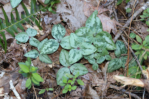 Trailing Wakerobin (Trillium decumbens) Just one of many groups growing near a seasonal stream/flood plain in a dense mixed (oak-hickory) forest. 

Trillium decumbens is a sessile trillium that blooms from March through April and can be found in parts of Georgia, Tennessee, and Alabama. This species is classified as Vulnerable (S3) in Georgia.
https://www.jungledragon.com/image/75679/trailing_wakerobin_trillium_decumbens.html Geotagged,Trailing Wakerobin,Trillium decumbens,United States,Winter