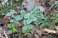 Trailing Wakerobin (Trillium decumbens) Just one of many groups growing near a seasonal stream/flood plain in a dense mixed (oak-hickory) forest. <br />
<br />
Trillium decumbens is a sessile trillium that blooms from March through April and can be found in parts of Georgia, Tennessee, and Alabama. This species is classified as Vulnerable (S3) in Georgia.<br />
https://www.jungledragon.com/image/75679/trailing_wakerobin_trillium_decumbens.html Geotagged,Trailing Wakerobin,Trillium decumbens,United States,Winter