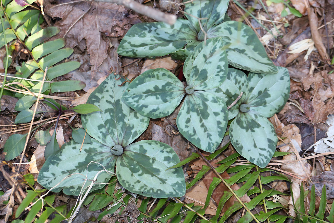 Trailing Wakerobin (Trillium decumbens) Just one of many groups growing near a seasonal stream/flood plain in a dense mixed (oak-hickory) forest. <br />
<br />
Trillium decumbens is a sessile trillium that blooms from March through April and can be found in parts of Georgia, Tennessee, and Alabama. This species is classified as Vulnerable (S3) in Georgia.<br />
<figure class="photo"><a href="https://www.jungledragon.com/image/75678/trailing_wakerobin_trillium_decumbens.html" title="Trailing Wakerobin (Trillium decumbens)"><img src="https://s3.amazonaws.com/media.jungledragon.com/images/3231/75678_thumb.jpg?AWSAccessKeyId=05GMT0V3GWVNE7GGM1R2&Expires=1759968010&Signature=Y8HdUWSfqnwg%2Bahkz1fbzOYHxF8%3D" width="200" height="134" alt="Trailing Wakerobin (Trillium decumbens) Just one of many groups growing near a seasonal stream/flood plain in a dense mixed (oak-hickory) forest. <br />
<br />
Trillium decumbens is a sessile trillium that blooms from March through April and can be found in parts of Georgia, Tennessee, and Alabama. This species is classified as Vulnerable (S3) in Georgia.<br />
https://www.jungledragon.com/image/75679/trailing_wakerobin_trillium_decumbens.html Geotagged,Trailing Wakerobin,Trillium decumbens,United States,Winter" /></a></figure> Geotagged,Trailing Wakerobin,Trillium decumbens,United States,Winter