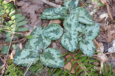Trailing Wakerobin (Trillium decumbens) Just one of many groups growing near a seasonal stream/flood plain in a dense mixed (oak-hickory) forest. 

Trillium decumbens is a sessile trillium that blooms from March through April and can be found in parts of Georgia, Tennessee, and Alabama. This species is classified as Vulnerable (S3) in Georgia.
https://www.jungledragon.com/image/75678/trailing_wakerobin_trillium_decumbens.html Geotagged,Trailing Wakerobin,Trillium decumbens,United States,Winter