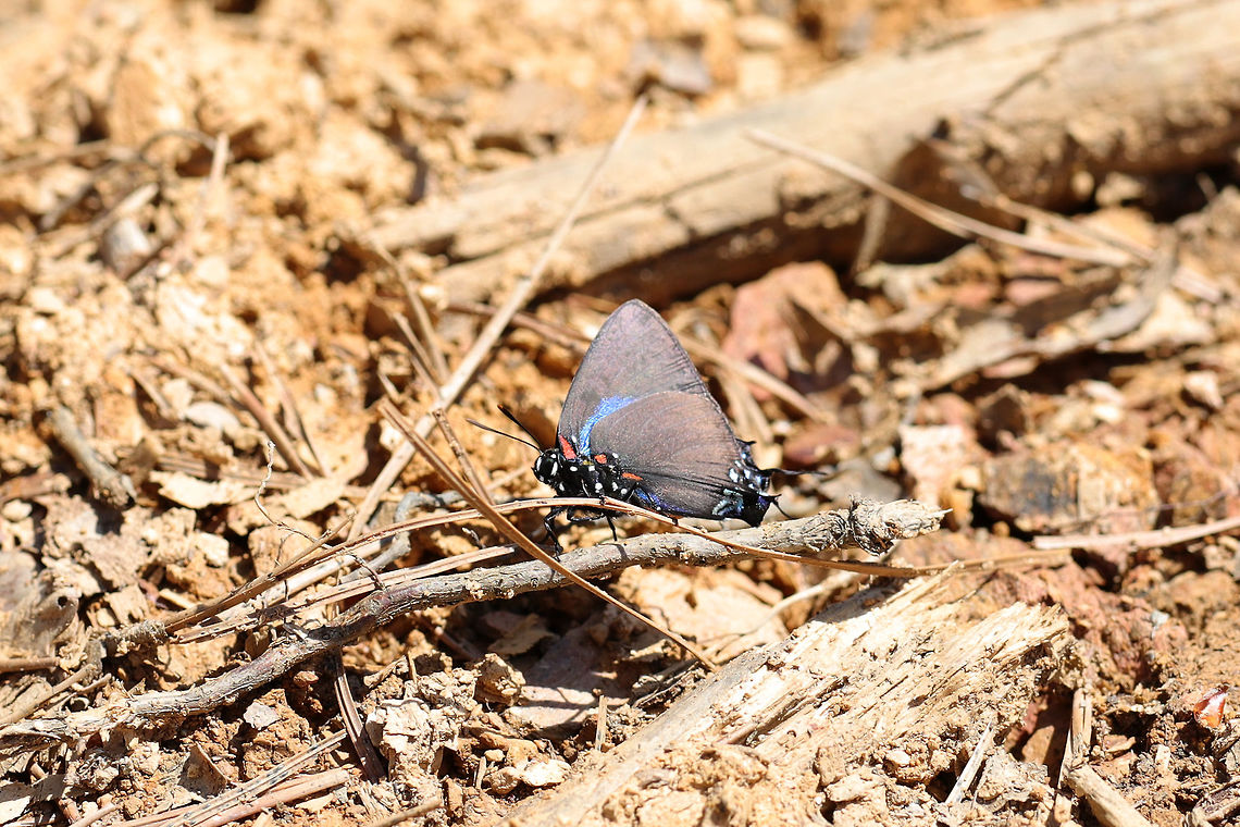 Great Purple Hairstreak (Atlides halesus) Resting on disturbed soil at the edge of a dense mixed forest.<br />
<br />
This guy was particularly sensitive to movement, so I only got one subpar shot! Atlides halesus,Geotagged,Great purple hairstreak,Spring,United States