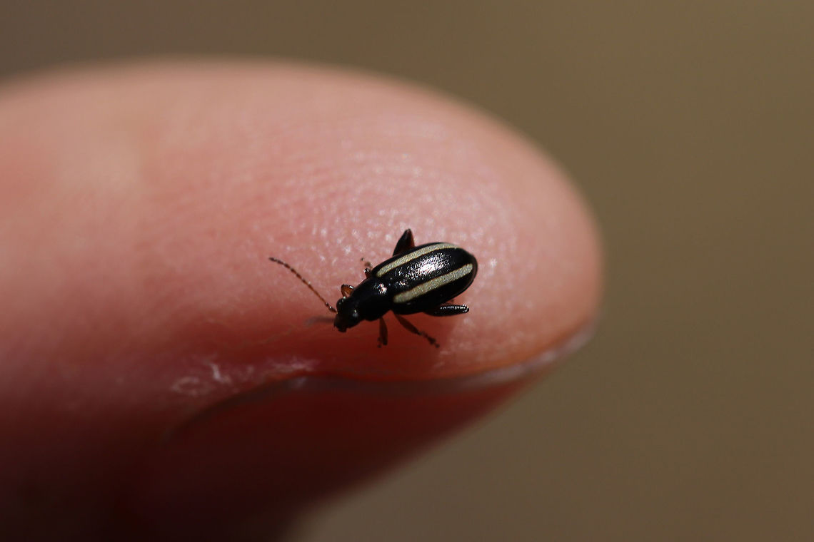 Elongate Flea Beetle (Systena elongata) Found crawling on my arm at the edge of a dense mixed forest.<br />
<figure class="photo"><a href="https://www.jungledragon.com/image/76927/elongate_flea_beetle_systena_elongata.html" title="Elongate Flea Beetle (Systena elongata)"><img src="https://s3.amazonaws.com/media.jungledragon.com/images/3231/76927_thumb.jpg?AWSAccessKeyId=05GMT0V3GWVNE7GGM1R2&Expires=1763596810&Signature=8HiFyQLAjXmfSj4Vtfcd5OZvuKU%3D" width="102" height="152" alt="Elongate Flea Beetle (Systena elongata) Found crawling on my arm at the edge of a dense mixed forest.<br />
https://www.jungledragon.com/image/76926/elongate_flea_beetle_systena_elongata.html<br />
 Geotagged,Spring,Systena elongata,United States" /></a></figure> Geotagged,Spring,Systena elongata,United States