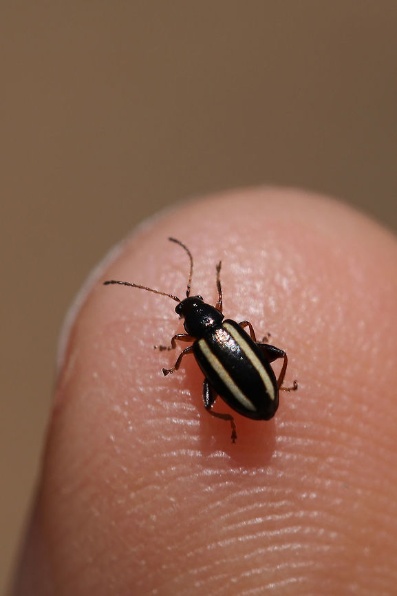 Elongate Flea Beetle (Systena elongata) Found crawling on my arm at the edge of a dense mixed forest.<br />
<figure class="photo"><a href="https://www.jungledragon.com/image/76926/elongate_flea_beetle_systena_elongata.html" title="Elongate Flea Beetle (Systena elongata)"><img src="https://s3.amazonaws.com/media.jungledragon.com/images/3231/76926_thumb.jpg?AWSAccessKeyId=05GMT0V3GWVNE7GGM1R2&Expires=1759968010&Signature=%2F%2BLrpzwMzBR%2Flx8nD4Qda7YR75M%3D" width="200" height="134" alt="Elongate Flea Beetle (Systena elongata) Found crawling on my arm at the edge of a dense mixed forest.<br />
https://www.jungledragon.com/image/76927/elongate_flea_beetle_systena_elongata.html Geotagged,Spring,Systena elongata,United States" /></a></figure><br />
 Geotagged,Spring,Systena elongata,United States