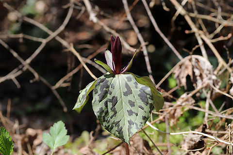 Little Sweet Betsy (Trillium cuneatum) Growing at the edge of a trail at the base of a ridge (near a seasonal stream/flood plain in a dense mixed forest). 

A lot of people describe its odor as banana-like, but it smells a lot more like spicy rose petals to me? Geotagged,Little Sweet Betsy,Spring,Trillium cuneatum,United States