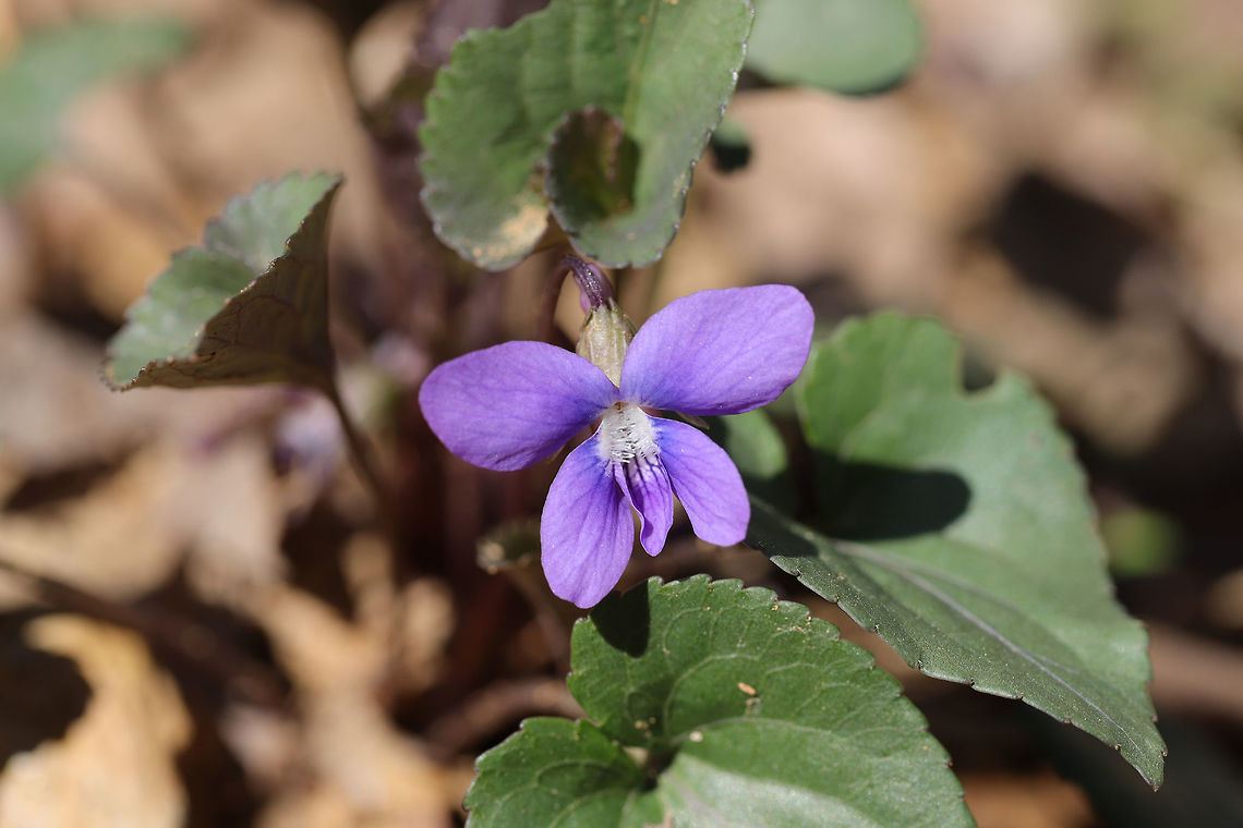 Common Blue Violet (Viola sororia) Growing at the disturbed edge of a dense mixed forest.<br />
<br />
I actually picked the flowers and put them in spring rolls that evening! Common Blue Violet,Geotagged,Spring,United States,Viola sororia