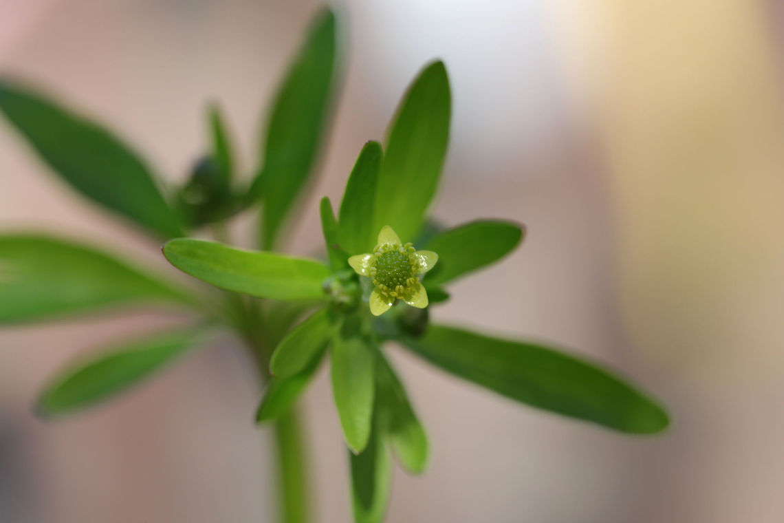 Small-flowered Buttercup (Ranunculus abortivus) In an overgrown backyard habitat.<br />
 Geotagged,Littleleaf buttercup,Ranunculus abortivus,Spring,United States