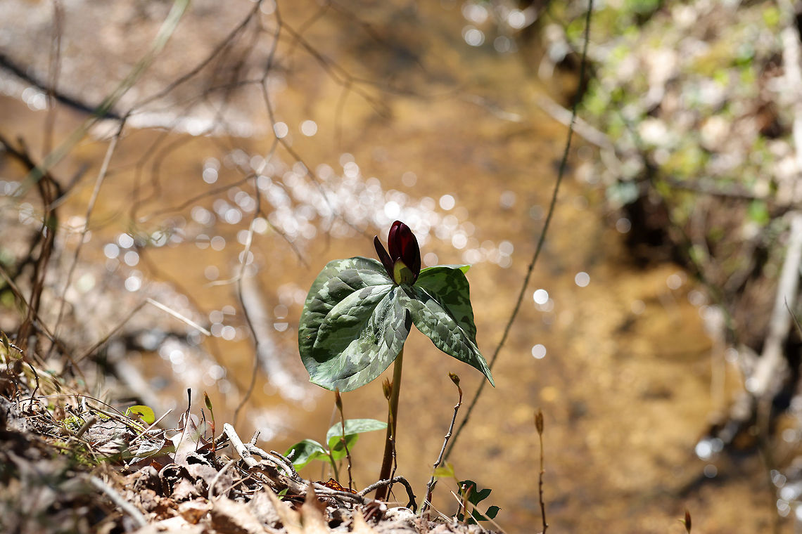 Little Sweet Betsy (Trillium cuneatum) Growing along a seasonal stream at the edge of a dense mixed forest.<br />
 Geotagged,Little Sweet Betsy,Spring,Trillium cuneatum,United States
