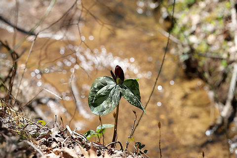 Little Sweet Betsy (Trillium cuneatum) Growing along a seasonal stream at the edge of a dense mixed forest.
 Geotagged,Little Sweet Betsy,Spring,Trillium cuneatum,United States