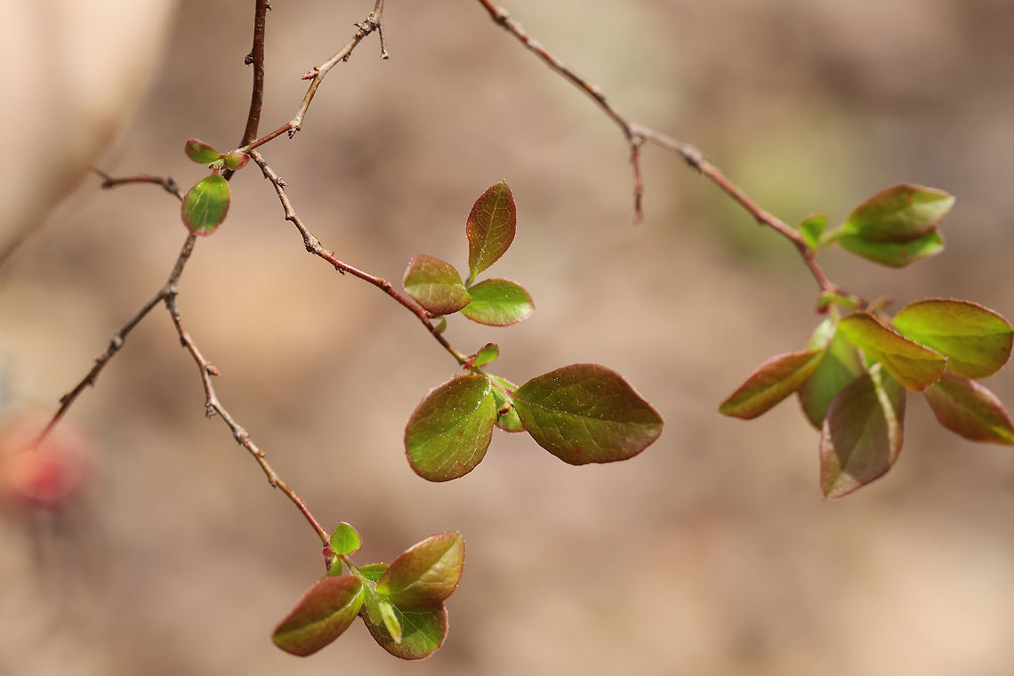 Northern Highbush Blueberry (Vaccinium corymbosum) Growing in a dense mixed forest. Around 11 feet tall! I'm not 100 percent sure on this species-level ID. Some of the features match up with V. arboreum, but I'm pretty sure the habitat isn't quite right for that?<br />
<figure class="photo"><a href="https://www.jungledragon.com/image/77233/northern_highbush_blueberry_vaccinium_corymbosum.html" title="Northern Highbush Blueberry (Vaccinium corymbosum)"><img src="https://s3.amazonaws.com/media.jungledragon.com/images/3231/77233_thumb.jpg?AWSAccessKeyId=05GMT0V3GWVNE7GGM1R2&Expires=1769040010&Signature=bPgBCxJp8zhd6f2NoKI0eYOJ634%3D" width="102" height="152" alt="Northern Highbush Blueberry (Vaccinium corymbosum) Growing in a dense mixed forest. Around 11 feet tall! I'm not 100 percent sure on this species-level ID. Some of the features match up with V. arboreum, but I'm pretty sure the habitat isn't quite right for that?<br />
https://www.jungledragon.com/image/77232/northern_highbush_blueberry_vaccinium_corymbosum.html Geotagged,Northern highbush blueberry,Spring,United States,Vaccinium corymbosum" /></a></figure> Geotagged,Northern highbush blueberry,Spring,United States,Vaccinium corymbosum