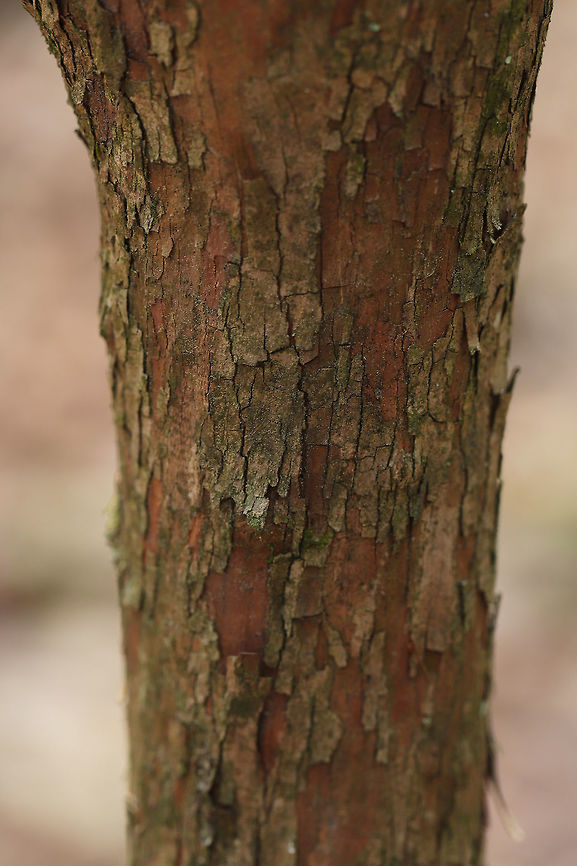 Northern Highbush Blueberry (Vaccinium corymbosum) Growing in a dense mixed forest. Around 11 feet tall! I'm not 100 percent sure on this species-level ID. Some of the features match up with V. arboreum, but I'm pretty sure the habitat isn't quite right for that?<br />
<figure class="photo"><a href="https://www.jungledragon.com/image/77232/northern_highbush_blueberry_vaccinium_corymbosum.html" title="Northern Highbush Blueberry (Vaccinium corymbosum)"><img src="https://s3.amazonaws.com/media.jungledragon.com/images/3231/77232_thumb.jpg?AWSAccessKeyId=05GMT0V3GWVNE7GGM1R2&Expires=1769040010&Signature=JVvOHpEFmIjzb342i4SpM%2BTyIn0%3D" width="200" height="134" alt="Northern Highbush Blueberry (Vaccinium corymbosum) Growing in a dense mixed forest. Around 11 feet tall! I'm not 100 percent sure on this species-level ID. Some of the features match up with V. arboreum, but I'm pretty sure the habitat isn't quite right for that?<br />
https://www.jungledragon.com/image/77233/northern_highbush_blueberry_vaccinium_corymbosum.html Geotagged,Northern highbush blueberry,Spring,United States,Vaccinium corymbosum" /></a></figure> Geotagged,Northern highbush blueberry,Spring,United States,Vaccinium corymbosum