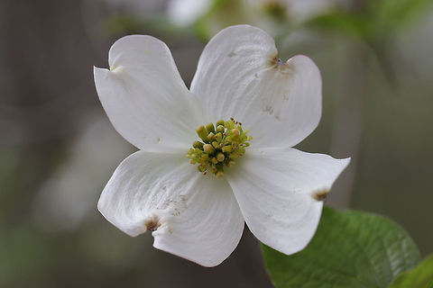 Flowering Dogwood (Cornus florida) At the edge of a dense mixed foresr Cornus florida,Flowering dogwood,Geotagged,Spring,United States