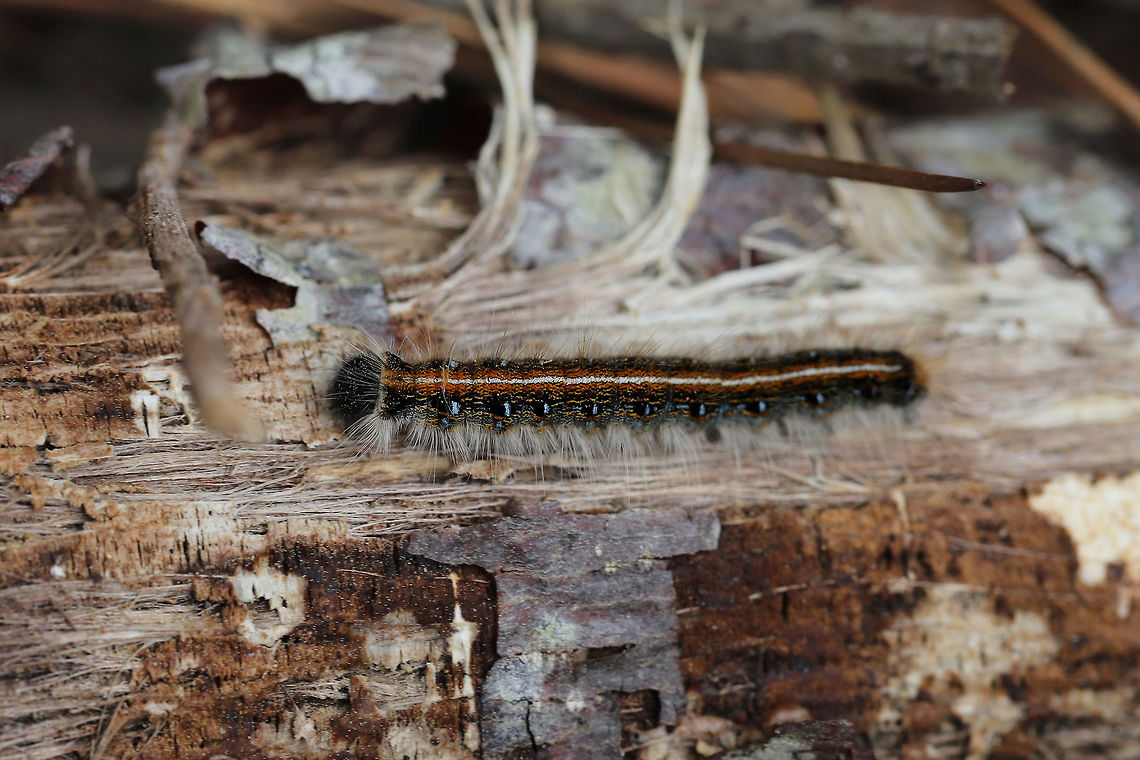 Eastern Tent Caterpillar (Malacosoma americana) On a wood pile (covered in Trametes sp.) at the edge of a dense mixed forest.<br />
 Eastern tent caterpillar,Geotagged,Malacosoma americanum,Spring,United States