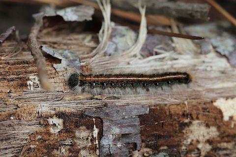 Eastern Tent Caterpillar (Malacosoma americana) On a wood pile (covered in Trametes sp.) at the edge of a dense mixed forest.
 Eastern tent caterpillar,Geotagged,Malacosoma americanum,Spring,United States